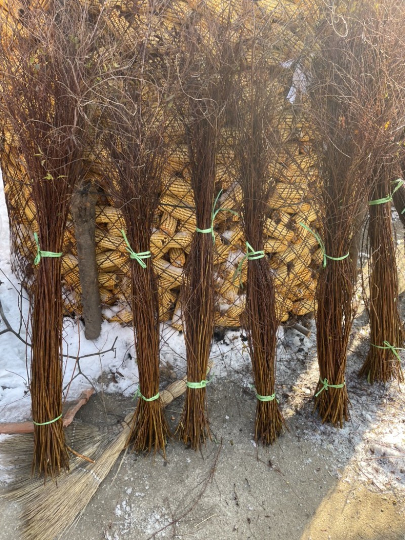 雪柳干枝雪柳雪柳枝条珍珠绣线菊大量现货