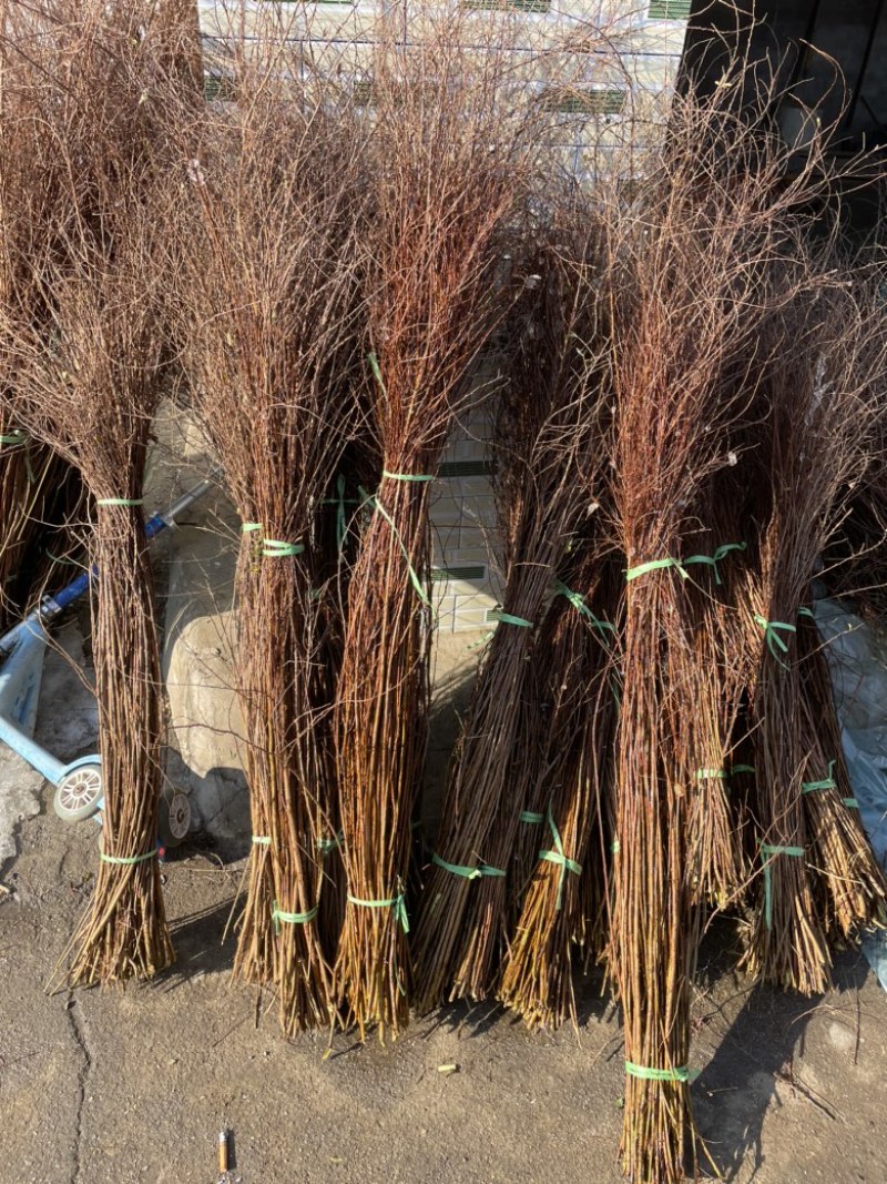 雪柳干枝雪柳雪柳枝条珍珠绣线菊大量现货