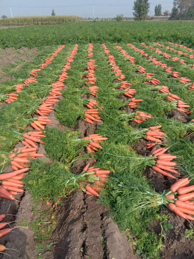 推荐精品三红胡萝卜山东胡萝卜大量供应产地直销价格实惠
