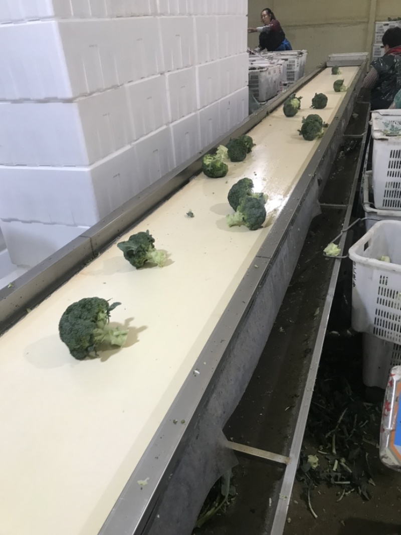 西兰花江苏西兰花绿花菜耐寒优秀耐热炎秀超市