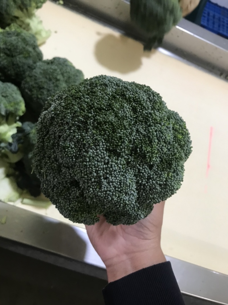 西兰花江苏西兰花绿花菜耐寒优秀耐热炎秀超市
