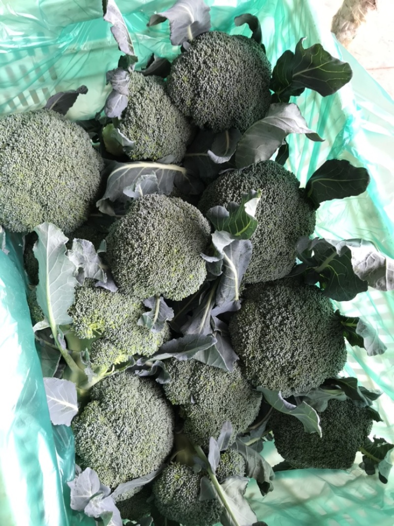 西兰花江苏西兰花绿花菜耐寒优秀耐热炎秀超市