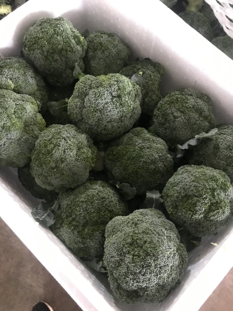 西兰花江苏西兰花绿花菜耐寒优秀耐热炎秀超市