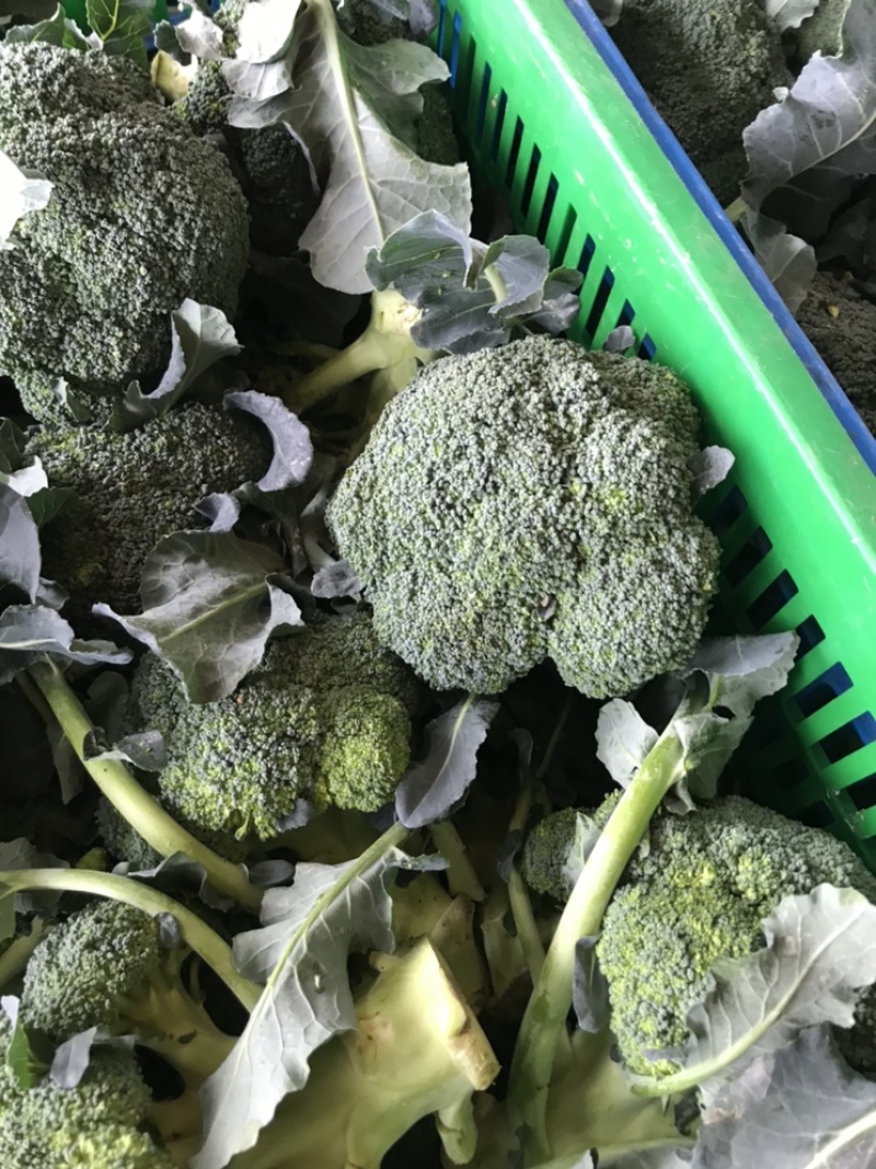 西兰花江苏西兰花绿花菜耐寒优秀耐热炎秀超市