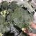 西兰花江苏西兰花绿花菜耐寒优秀耐热炎秀超市