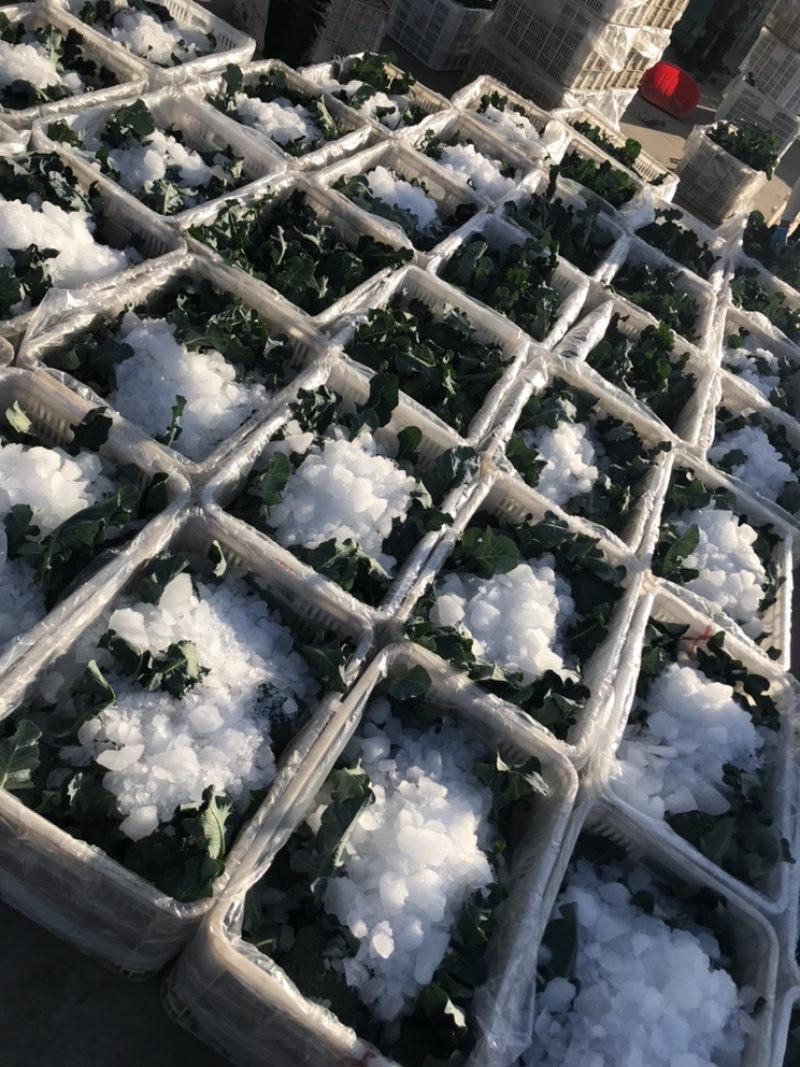 西兰花江苏西兰花绿花菜耐寒优秀耐热炎秀超市