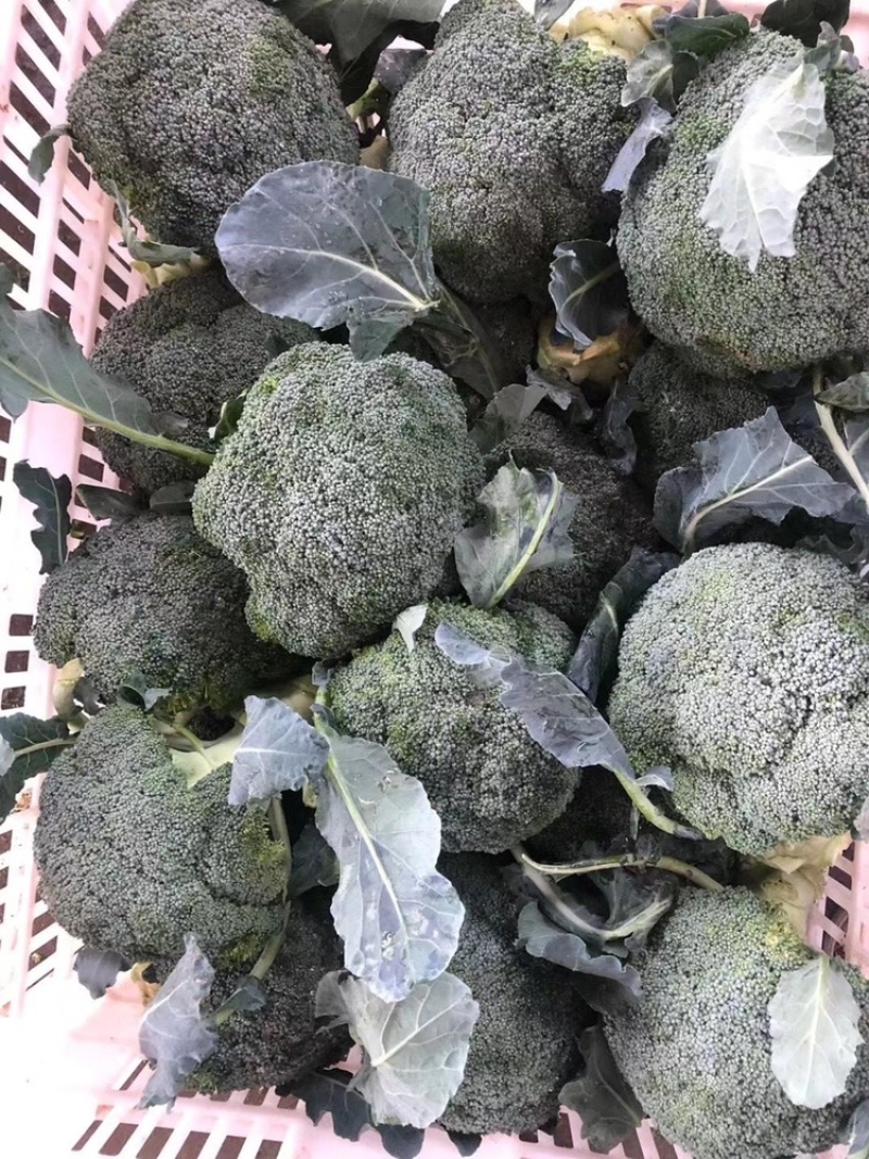 西兰花江苏西兰花绿花菜耐寒优秀耐热炎秀超市