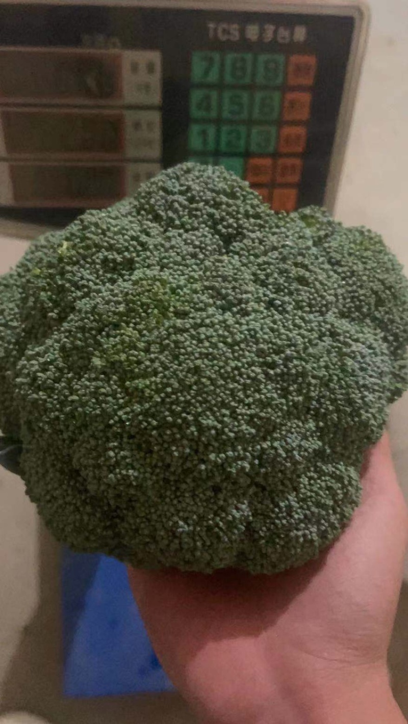 西兰花江苏西兰花绿花菜耐寒优秀耐热炎秀超市