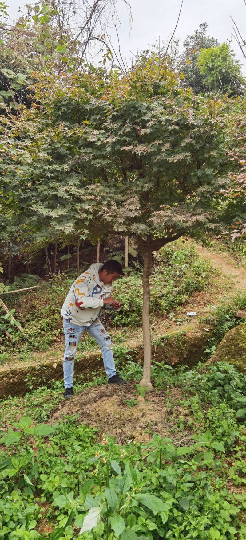 红枫树