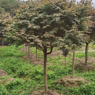 红枫树