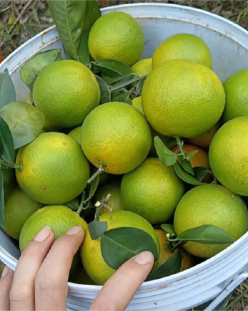红江橙