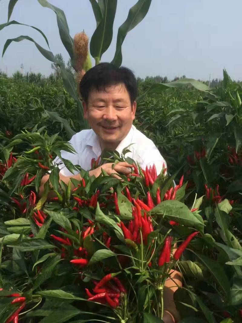 神英三号朝天椒种子高辣特辣小米椒辣椒种子早熟高产椒长
