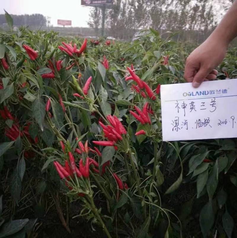 神英三号朝天椒种子高辣特辣小米椒辣椒种子早熟高产椒长
