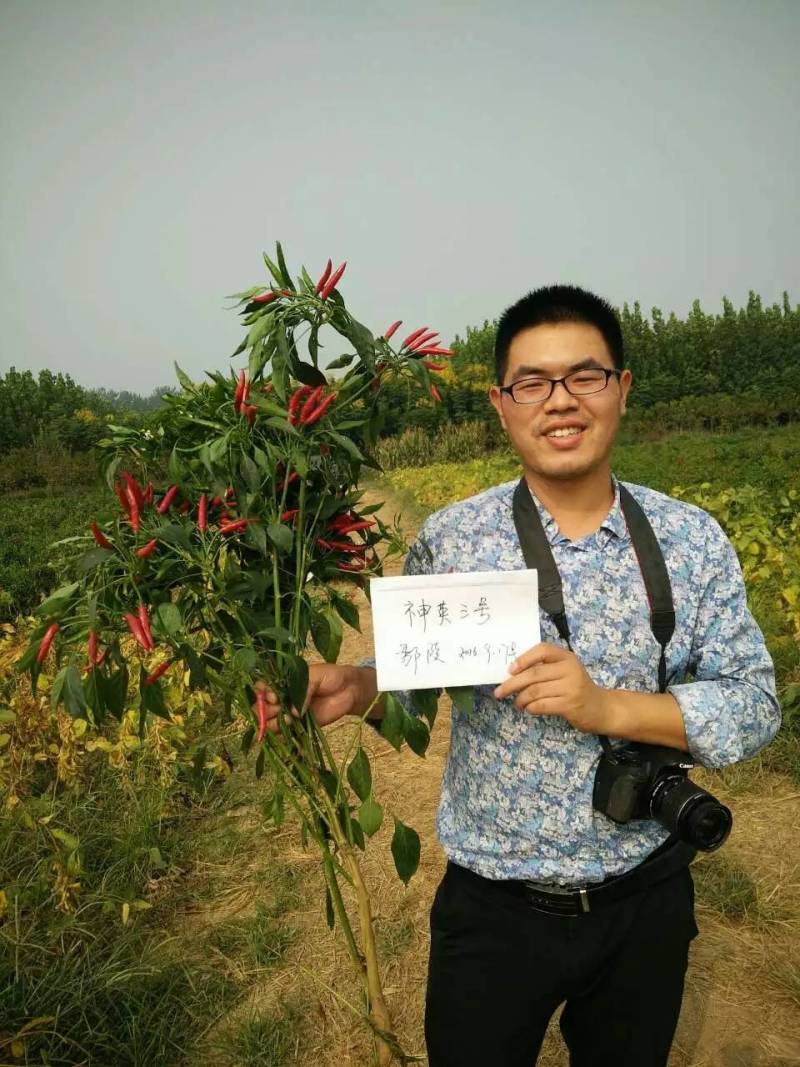 神英三号朝天椒种子高辣特辣小米椒辣椒种子早熟高产椒长