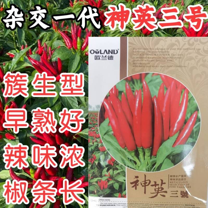 神英三号朝天椒种子高辣特辣小米椒辣椒种子早熟高产椒长