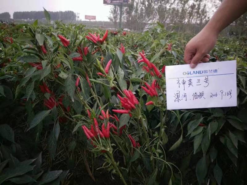 神英三号朝天椒种子高辣特辣小米椒辣椒种子早熟高产椒长