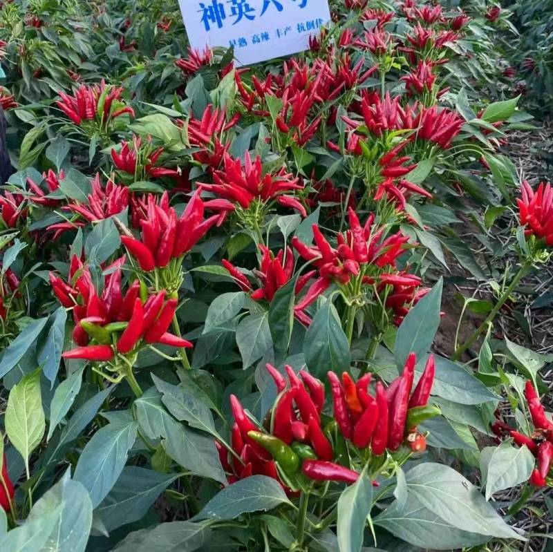 神英三号朝天椒种子高辣特辣小米椒辣椒种子早熟高产椒长