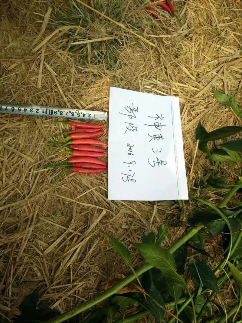 神英三号朝天椒种子高辣特辣小米椒辣椒种子早熟高产椒长