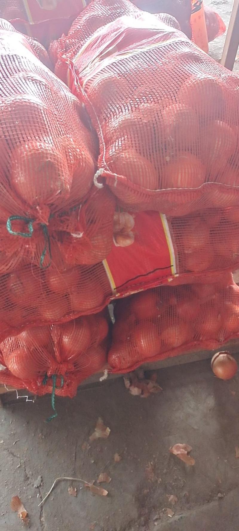 山东新葱洋葱加工厂承接各种出口柜子货高标洋葱红葱