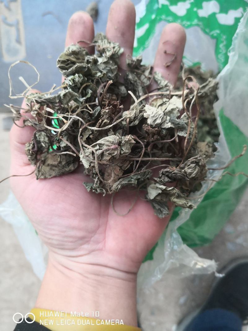 青天葵草独叶莲半边伞青天葵中药材按方抓药【包邮】