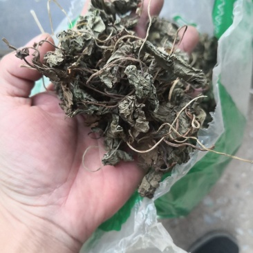 青天葵草独叶莲半边伞青天葵中药材按方抓药【包邮】