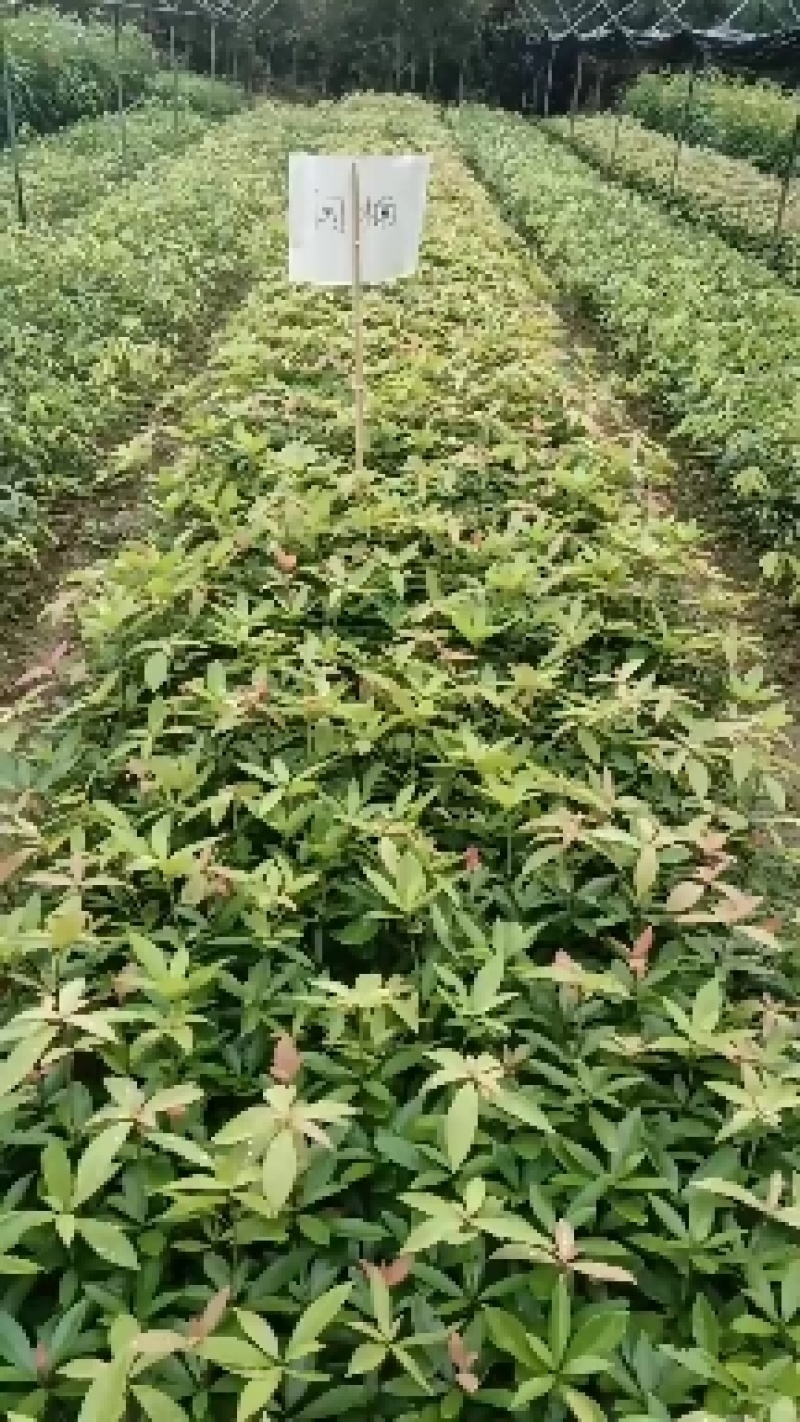 油茶苗50~70cm，规格齐全，品质保证，欢迎来电咨询