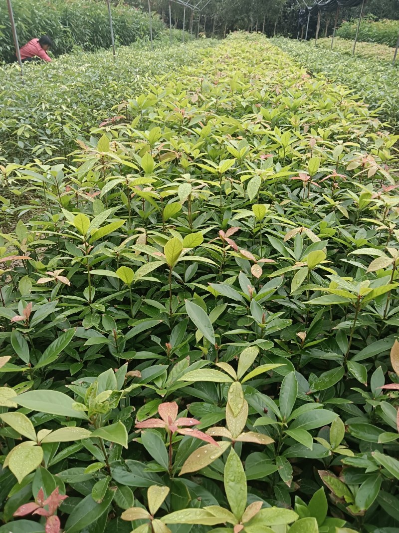 油茶苗50~70cm，规格齐全，品质保证，欢迎来电咨询