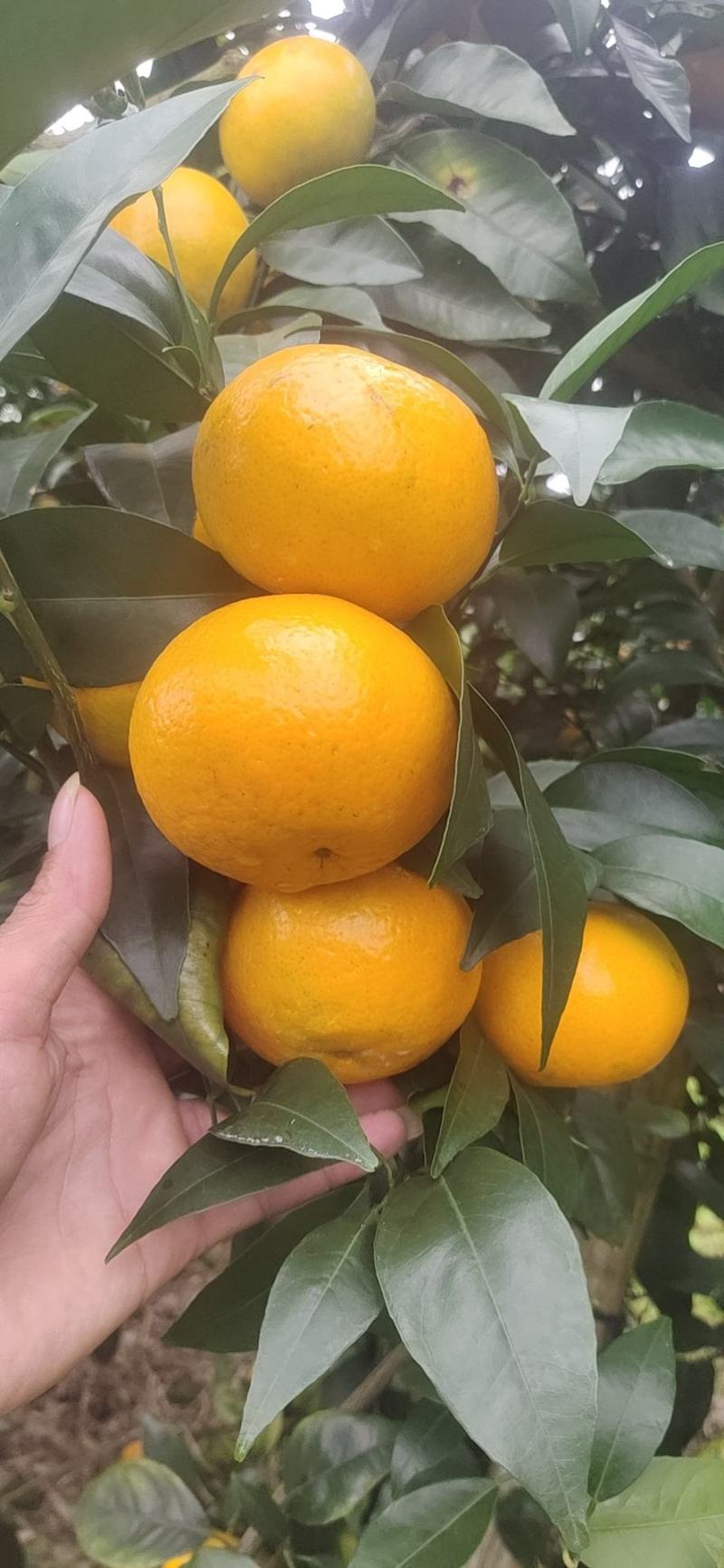 广西崇左的沃甘颜色上来了有看得上的留言24小时在线