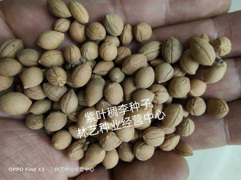 新采紫叶稠李种子红叶李种子李子树种子稠李种子红叶稠李种子