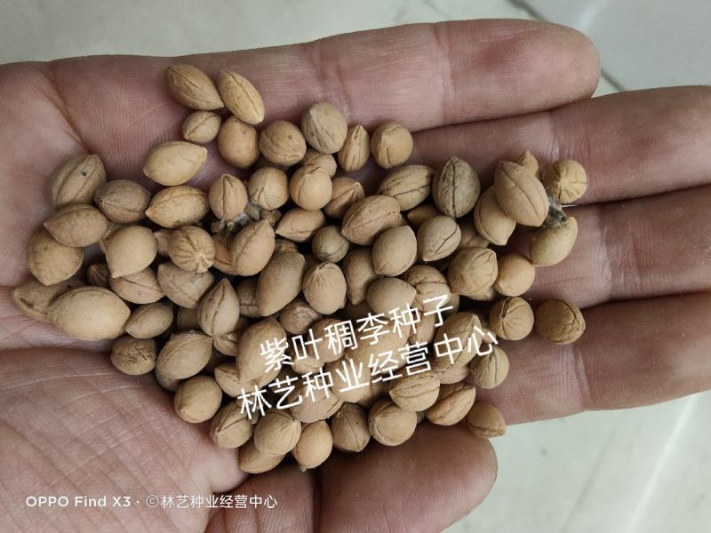 新采紫叶稠李种子红叶李种子李子树种子稠李种子红叶稠李种子