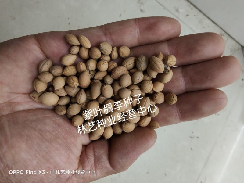 新采紫叶稠李种子红叶李种子李子树种子稠李种子红叶稠李种子