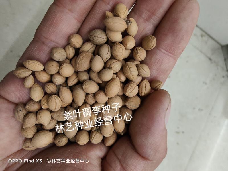 新采紫叶稠李种子红叶李种子李子树种子稠李种子红叶稠李种子