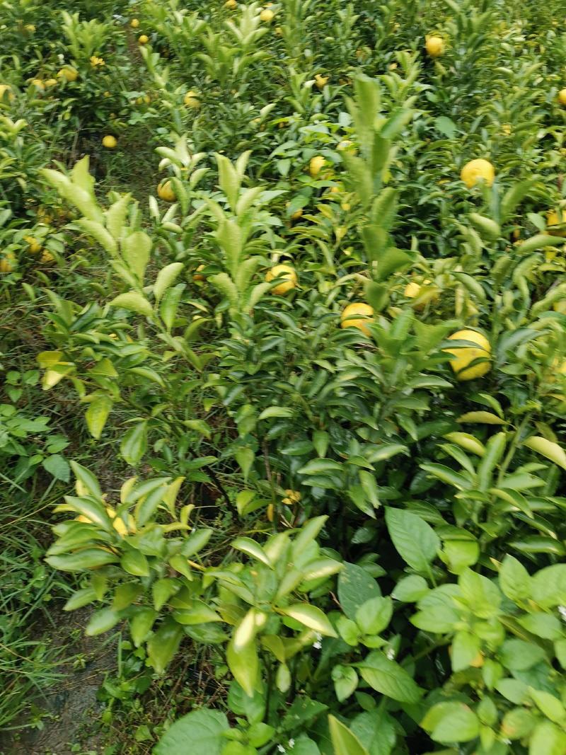 黄金贡柚苗，包正宗假一赔十，春香桔苗，提供免费种植技术