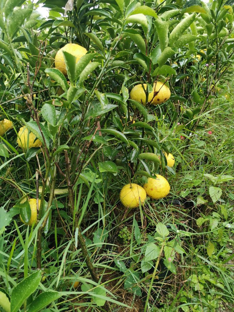 黄金贡柚苗，包正宗假一赔十，春香桔苗，提供免费种植技术