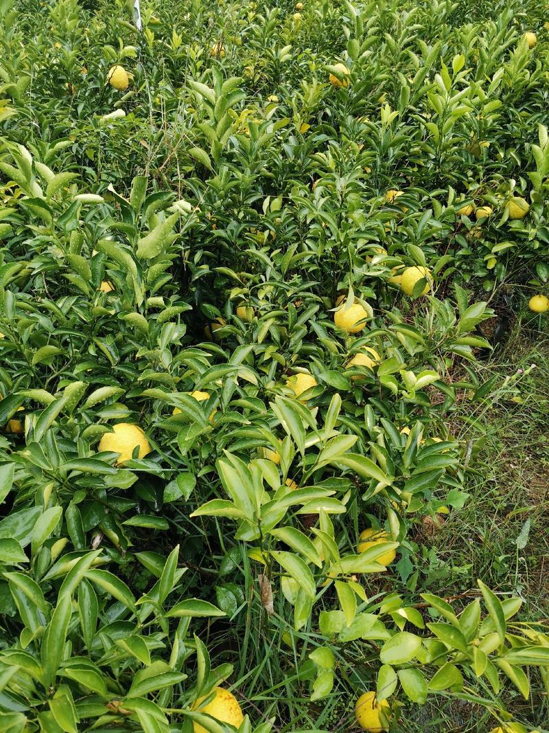 黄金贡柚苗，包正宗假一赔十，春香桔苗，提供免费种植技术