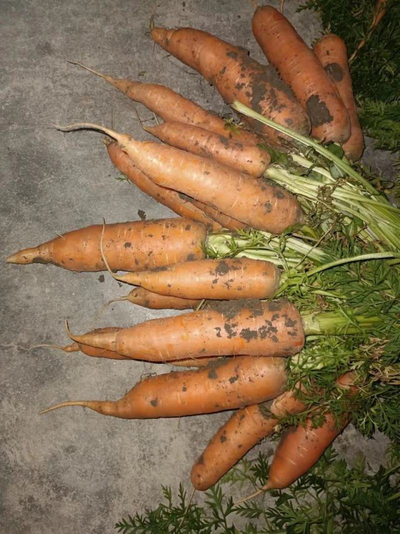 山东胡萝卜，冷库北京包胡萝卜，三红胡萝卜。现货现装。
