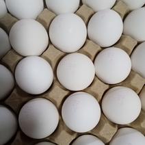 白皮鸡蛋批发零售
