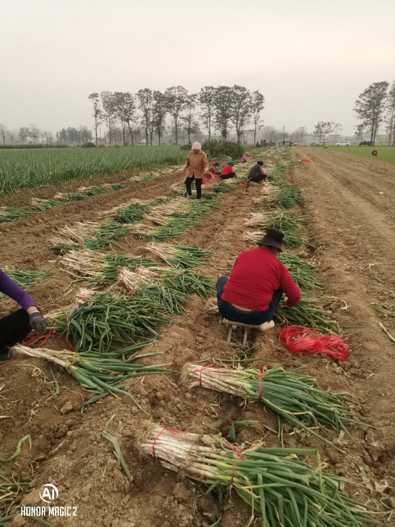 河南大葱精品长白大葱，产地直供，葱白35到叉口55左右