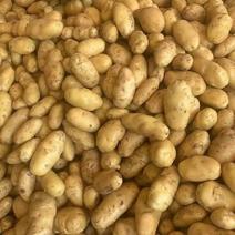 山东优质荷兰十五土豆大量供应，黄心土豆大量批发