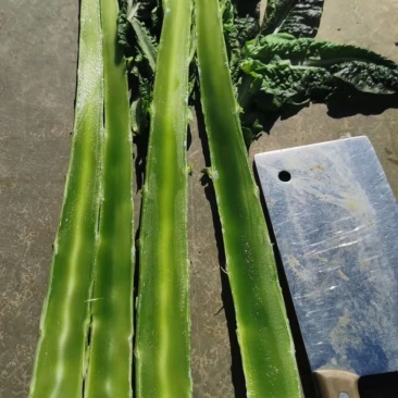 红尖叶莴笋杆子。大量上货产地直发一手货源