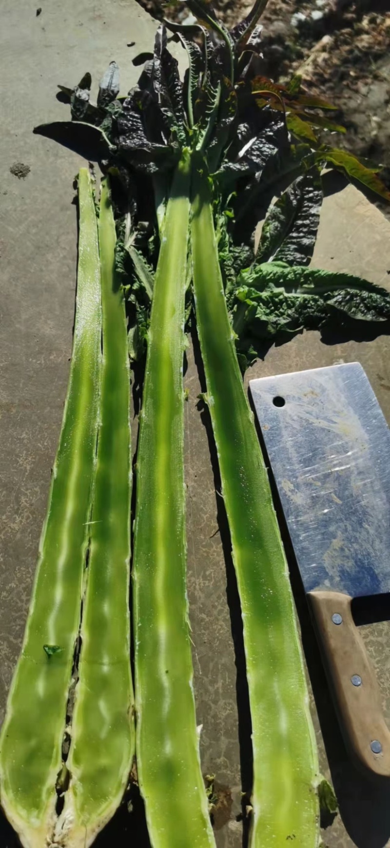 红尖叶莴笋杆子。大量上货产地直发一手货源