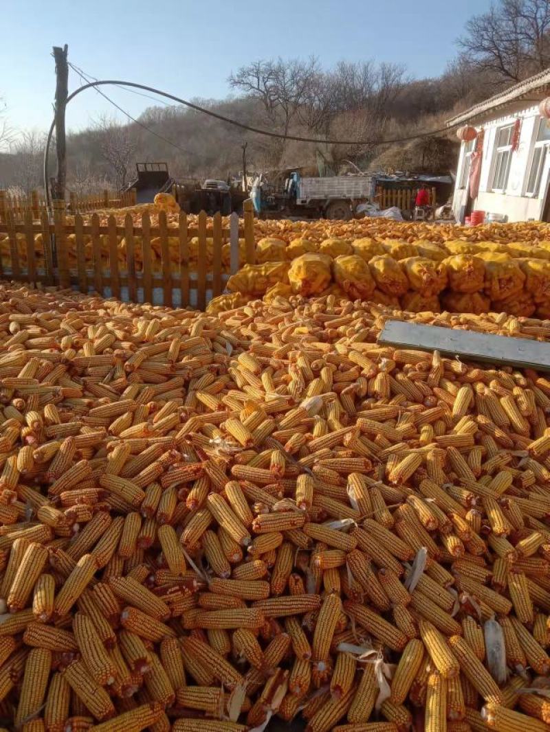 本合作社有大量干玉米丶湿玉米丶春播玉米丶夏播玉米。