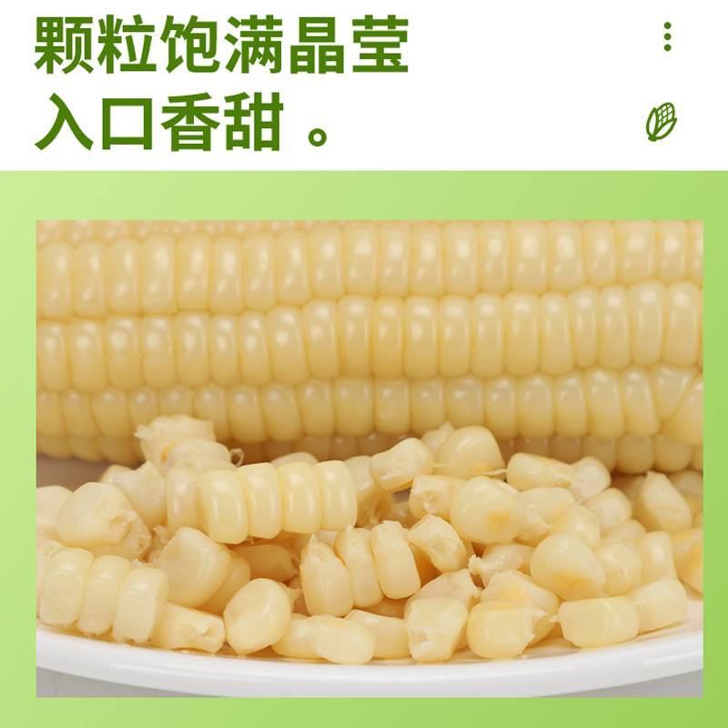 白糯玉米粘玉米鲜甜糯真空包装玉米棒子苞玉米代加工念初好物