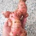 广东野生南姜山姜头卤肉卤菜香料