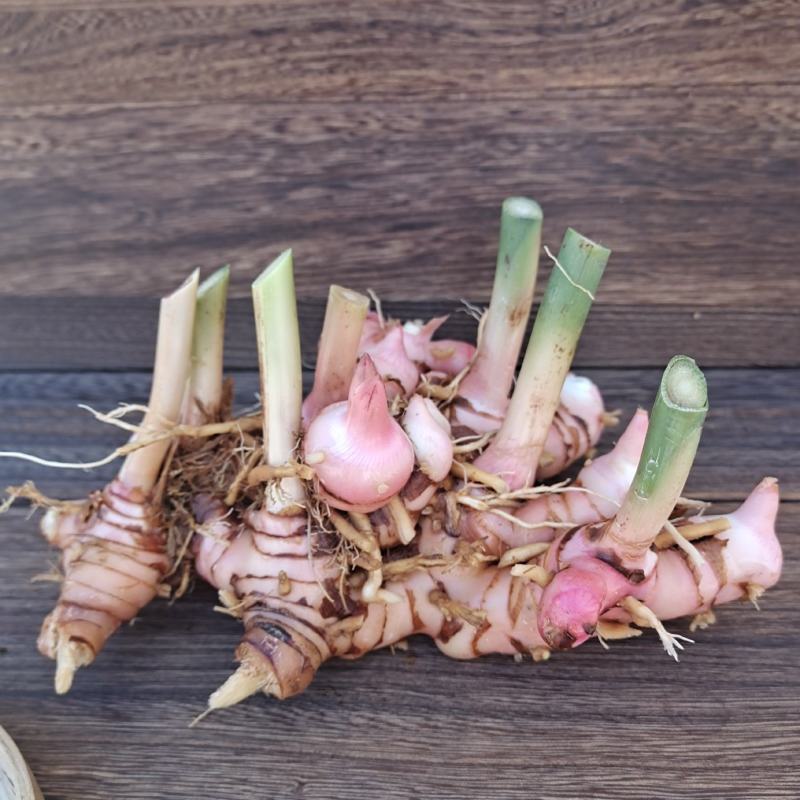 广东野生南姜山姜头卤肉卤菜香料