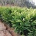 广东野生南姜山姜头卤肉卤菜香料