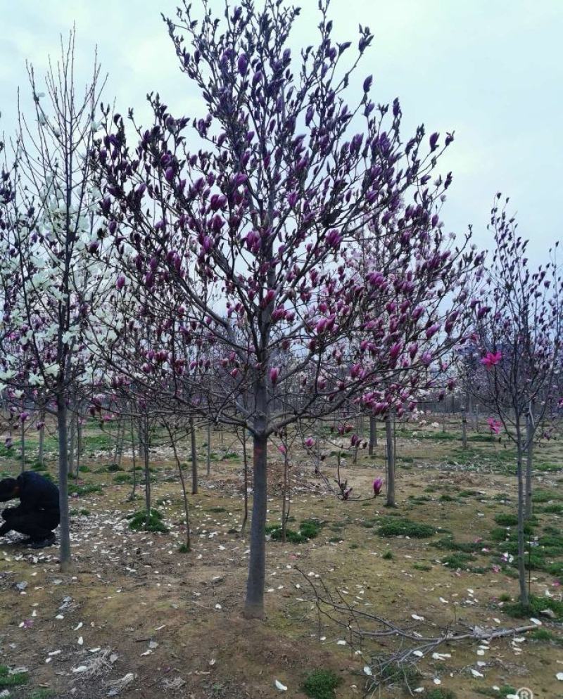 玉兰花绿化树苗根系旺山东产区大量供应绿化庭院种植