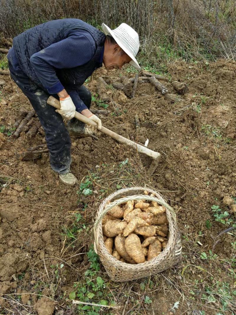 恩施高山新鲜天麻，天麻鲜货鲜天麻，海拔1850米林下种植