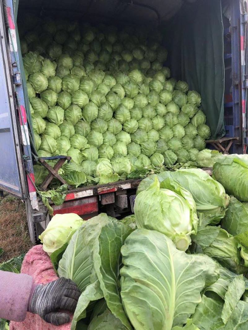 精品甘蓝菜，产地货源积压严重，老农都卖不出去，给钱就卖！