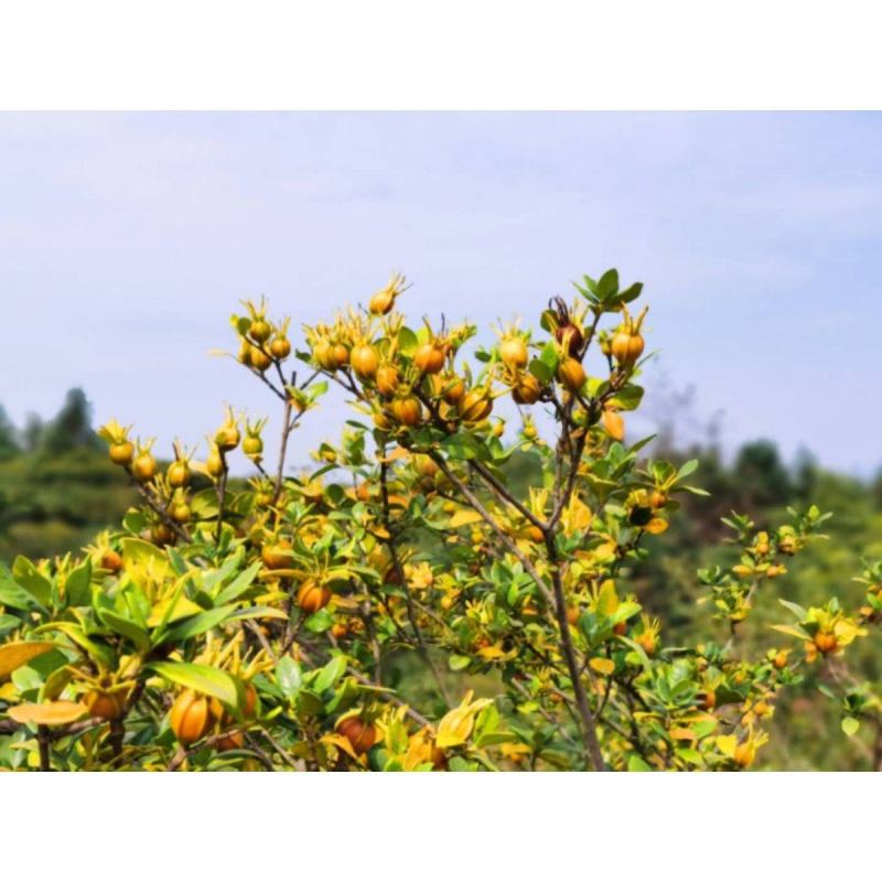 江西野生新鲜栀子黄栀子山栀子泡茶卤肉上色现摘现发5